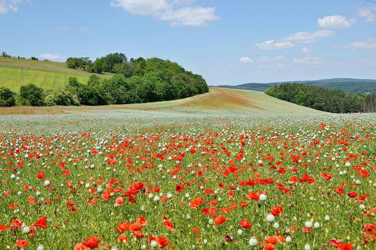 Rolling fields and wooded hills near Koryčany in Czechia